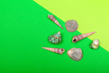 Tropical Background. Seashell on colourful trendy modern fashion background.