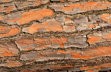 Detail of Maritime pine bark as background