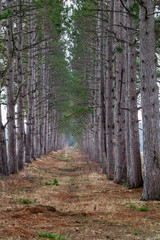 Obraz premium Pine tree corridor