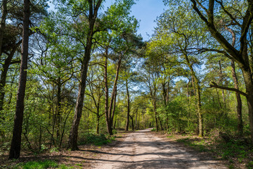 Fototapeta na wymiar Path through the forest in the Netherlands