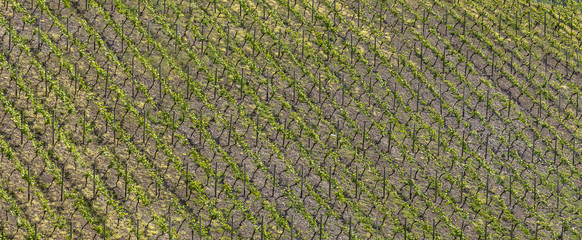 Steep slope vineyard in spring, background, banner