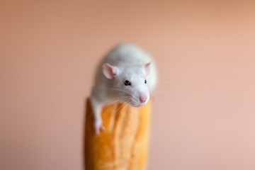 Little cute rat sitting on the baguette and looking with interest