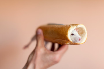 Little cute rat on the baguette is like a hotdog