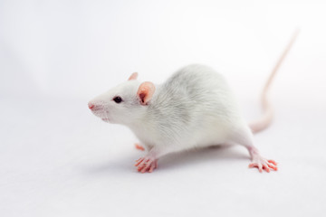 A small cute rat sitting on white background