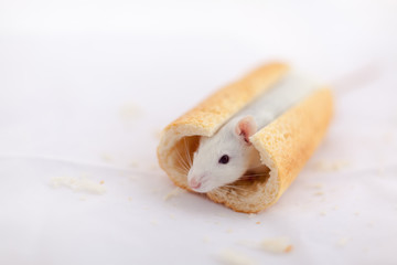 Little cute rat on the baguette is like a hotdog