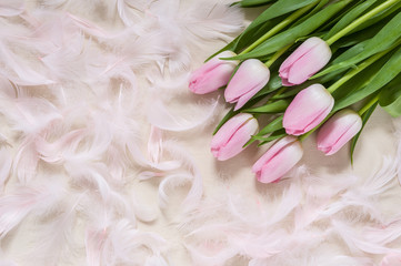 Pink tulips on feather pattern texture background. Spring concept.