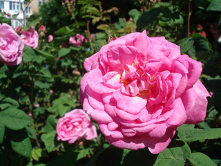 Large pink rose flower