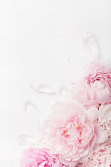 beautiful pink peony flower background