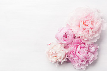 beautiful pink peony flower background - obrazy, fototapety, plakaty