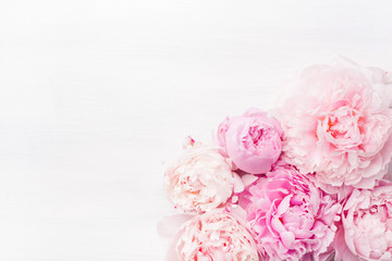 beautiful pink peony flower background