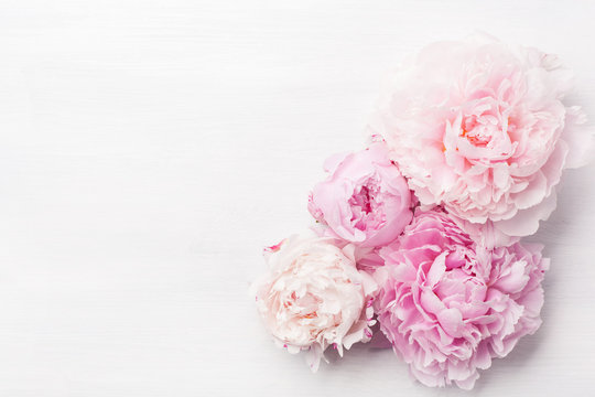 Fototapeta piękny różowy piwonia kwiat tło