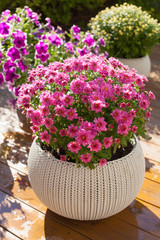 beautiful summer flowers in flowerpots in garden. chrysanthemum, petunia