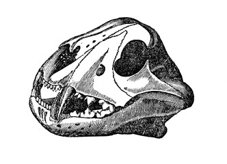 Lion skull (from Das Heller-Magazin, May 3, 1834)