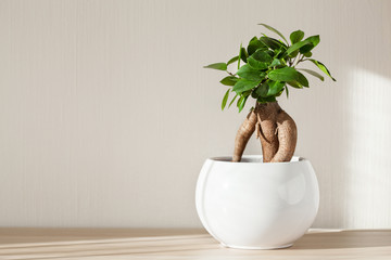 houseplant ficus microcarpa ginseng in white flowerpot © Olga Miltsova