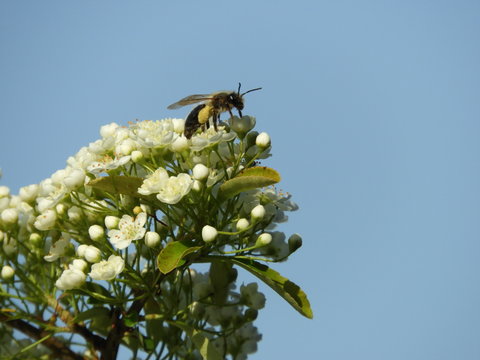 Biene