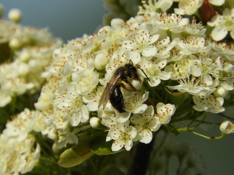 Biene auf Feuerdorn Bl&uuml;ten