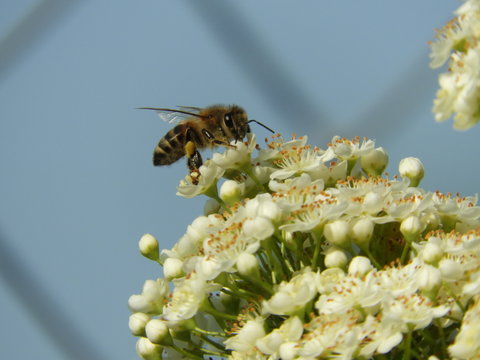 Biene auf Feuerdorn Bl&uuml;te