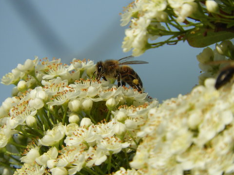 Biene auf Feuerdorn Bl&uuml;ten