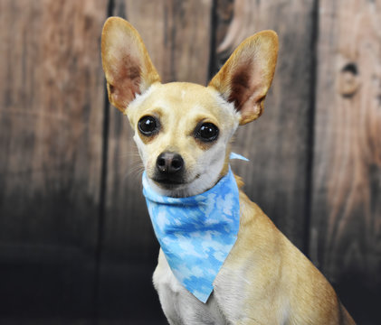 Chihuahua portrait, blue collar bandana, white on wooden background