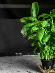 basil (bunch of a green grass of spice) - cuisine.  Food background