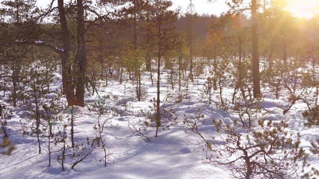 Estonian bog or swampland in the winter with sun shining and snow falling