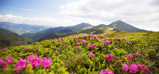 Fototapeta na wymiar Mountain flower landscape, Rhododendron flowers