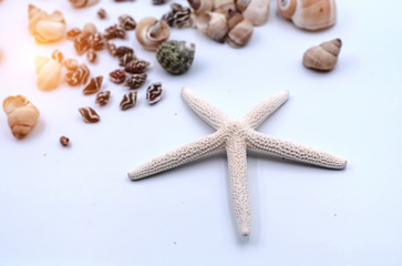 In selective focus of Starfish put beside mixed seashell,warm light tone blurry light design background