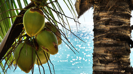 Kokosnusspalme am Strand