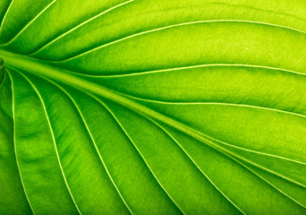  green leaf as background