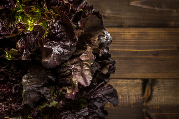 Red Oak Leaf Lettuce on Dark Wooden Background with Copy Space