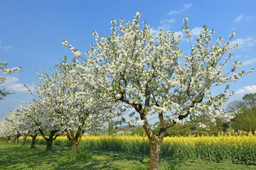 Fototapeta na wymiar Flowering cherry trees next to a yellow flowering rape field. Baden-Wuerttemberg, Germany