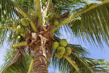 ビーチのヤシの木