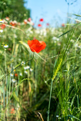 Obraz premium Eine einsame Mohnblume auf einer Wiese