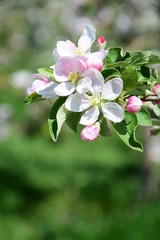 Fototapeta na wymiar Apfelbaum in Blüte, Apfelblüte in Südtirol