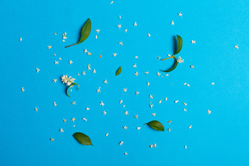 Fototapeta na wymiar White flowers on a blue background