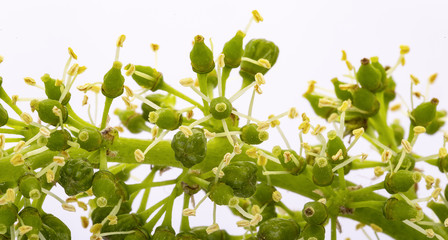 Reben Trauben Frühling Blüten Knospen