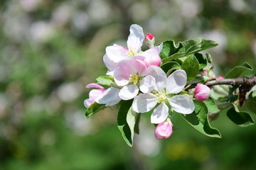 Rosa Blüten eines Apfelbaumes