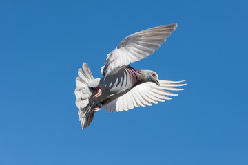 Flying pigeon © Falco