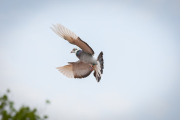 Flying pigeon