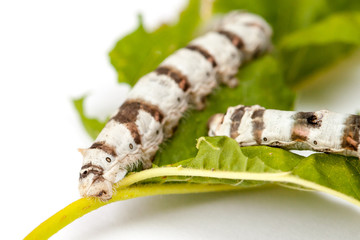 Isolated Silkworm with Leaf