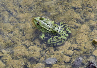 Wasserfrosch im Flachwasser