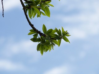 Blätter im Blauen Himmel