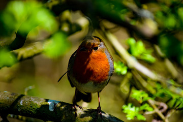 Robin Redbreast
