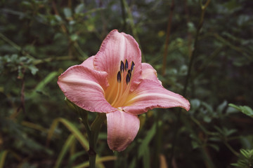 Pink Lily