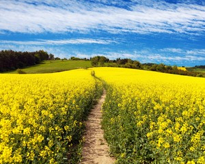 Field of rapeseed, canola or colza with path way