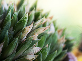 Fototapeta premium closeup of cactus leaf the background is green cactus