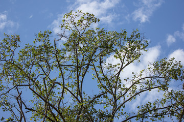 Green Leaf of teak tree