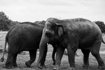 Elephants Together