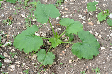 pumpkin plant in the vegetable garden