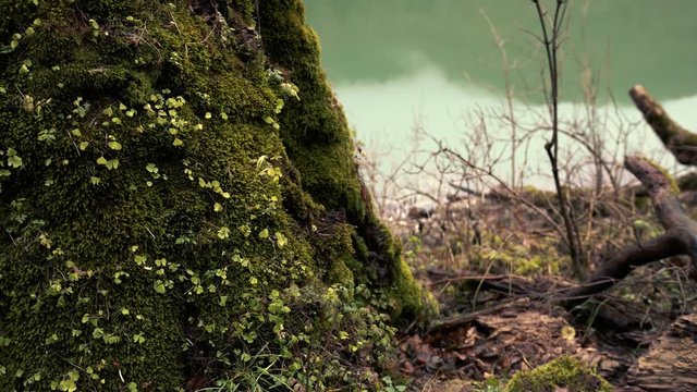 Concept Of Fantasy. Mystical Old Big Tree Overgrown With Green Moss Next To Branches And Grass Against The Background Of The Sea In Cloudy Weather. Footage From Fairy Tale